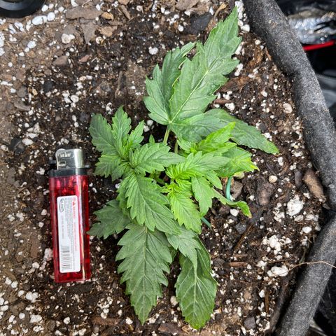 Runtz Auto growlog timeline photo
