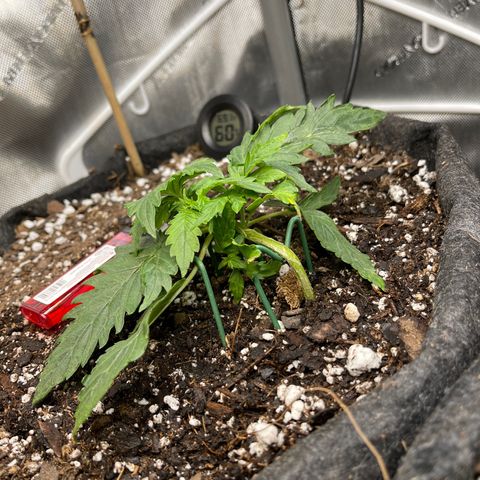 Runtz Auto growlog timeline photo