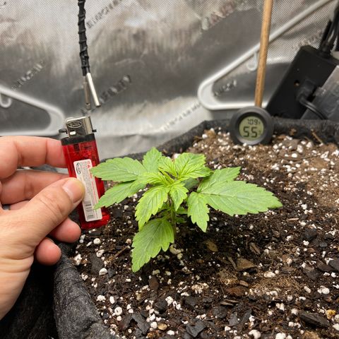 LSD Auto growlog timeline photo