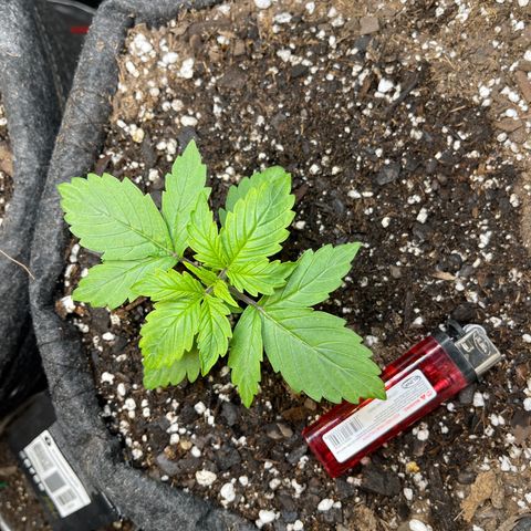 LSD Auto growlog timeline photo