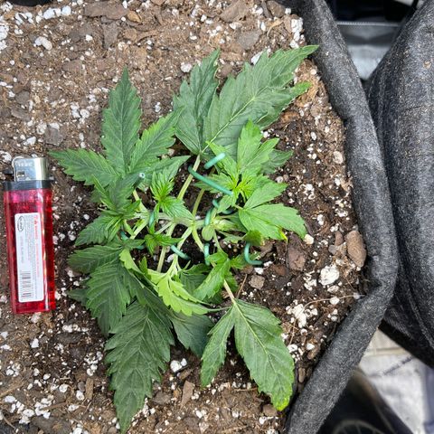Runtz Auto growlog timeline photo