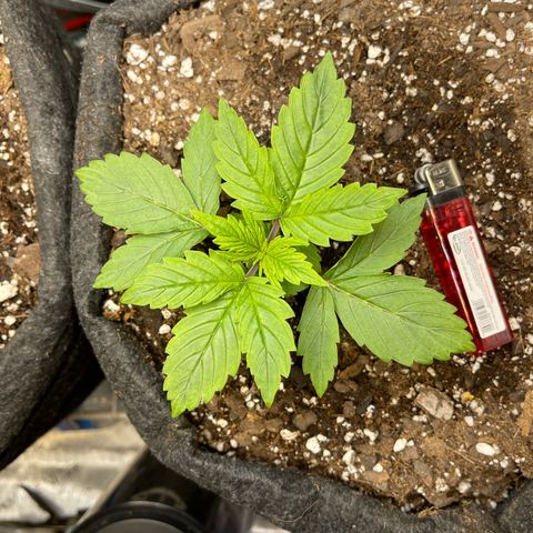 LSD Auto growlog timeline photo