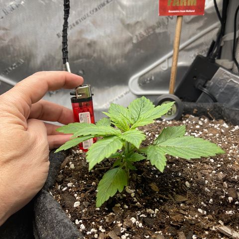 LSD Auto growlog timeline photo