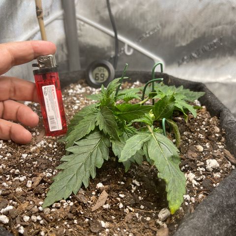 Runtz Auto growlog timeline photo