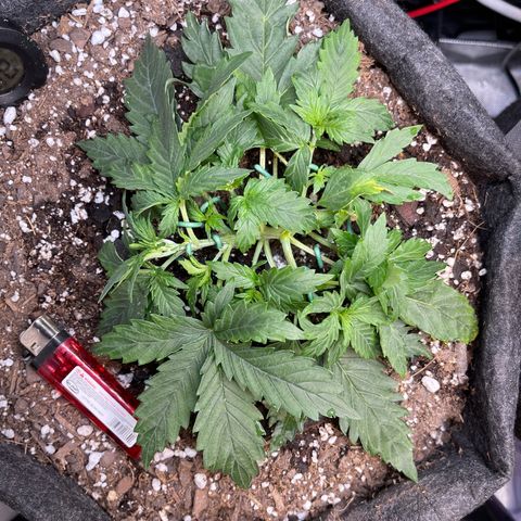 Runtz Auto growlog timeline photo