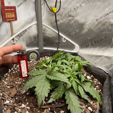 Runtz Auto growlog timeline photo