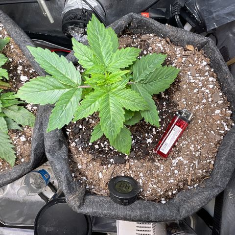 LSD Auto growlog timeline photo
