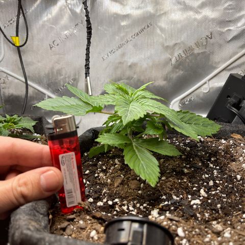 LSD Auto growlog timeline photo