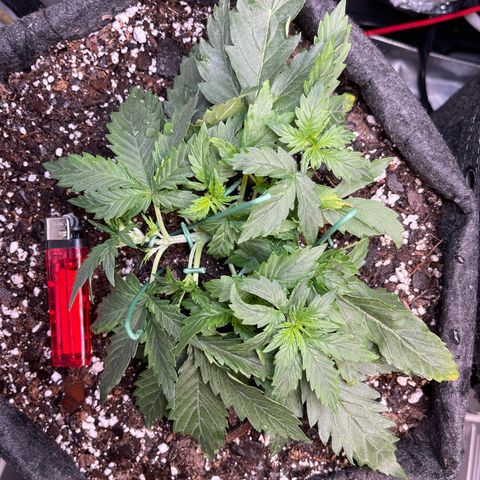 Runtz Auto growlog timeline photo