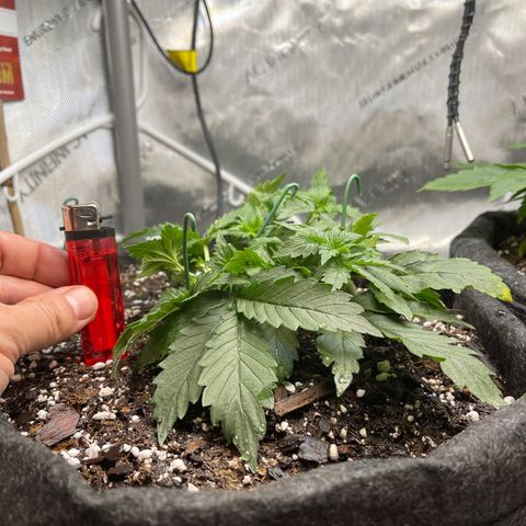 Runtz Auto growlog timeline photo