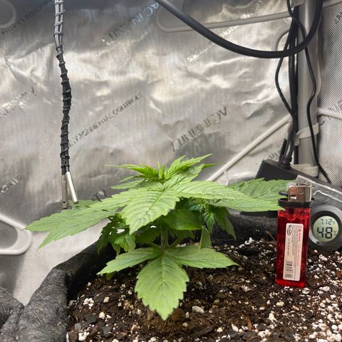 LSD Auto growlog timeline photo