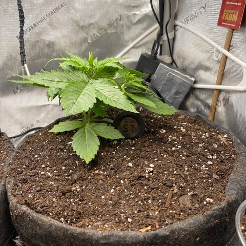 LSD Auto growlog timeline photo