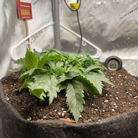 Runtz Auto growlog timeline photo