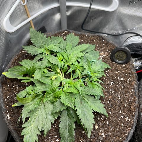 Runtz Auto growlog timeline photo