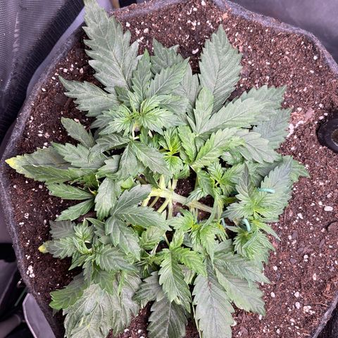Runtz Auto growlog timeline photo