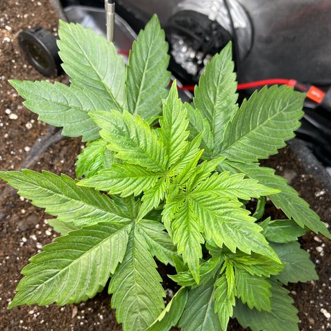 LSD Auto growlog timeline photo