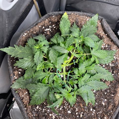 Runtz Auto growlog timeline photo
