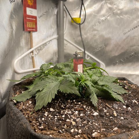 Runtz Auto growlog timeline photo