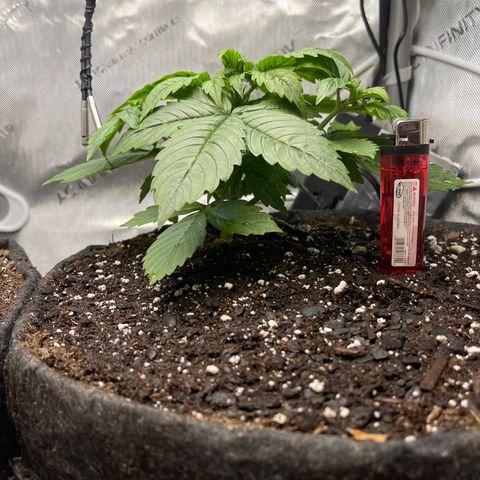 LSD Auto growlog timeline photo