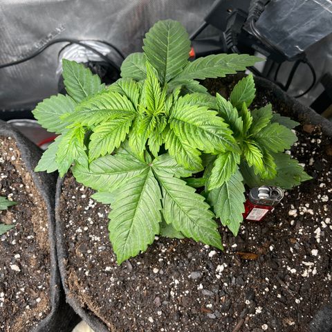 LSD Auto growlog timeline photo