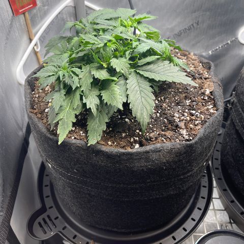 Runtz Auto growlog timeline photo