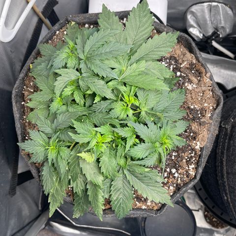 Runtz Auto growlog timeline photo