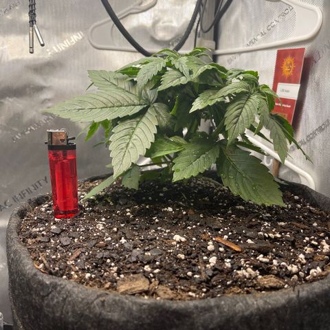 LSD Auto growlog timeline photo