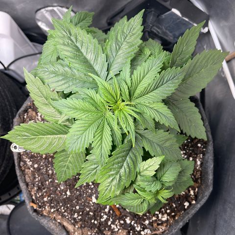 LSD Auto growlog timeline photo