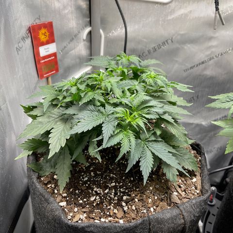 Runtz Auto growlog timeline photo