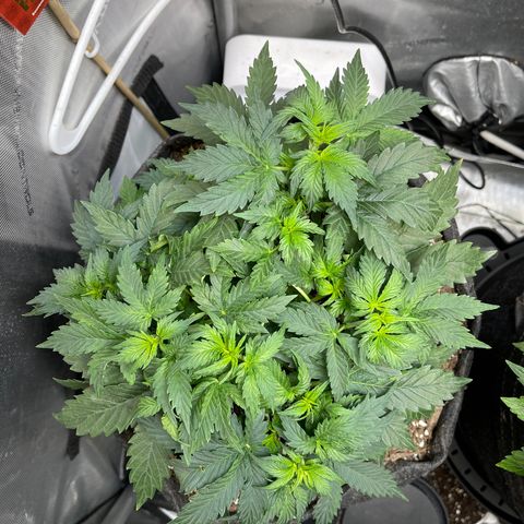Runtz Auto growlog timeline photo