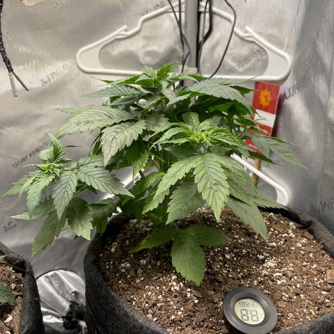 LSD Auto growlog timeline photo