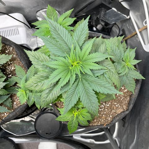LSD Auto growlog timeline photo