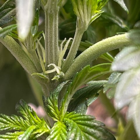 Runtz Auto growlog photo: First day of flower