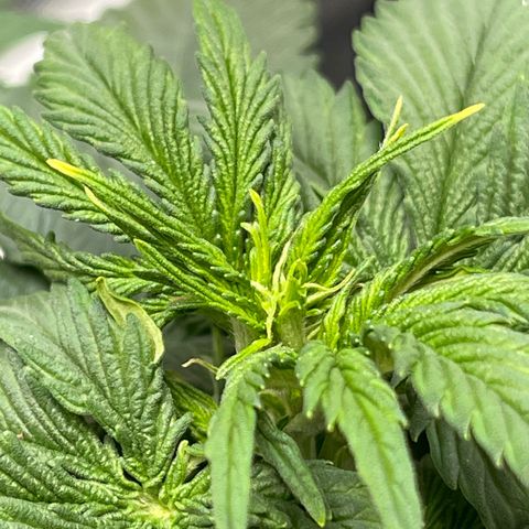 LSD Auto growlog photo: First day of flower