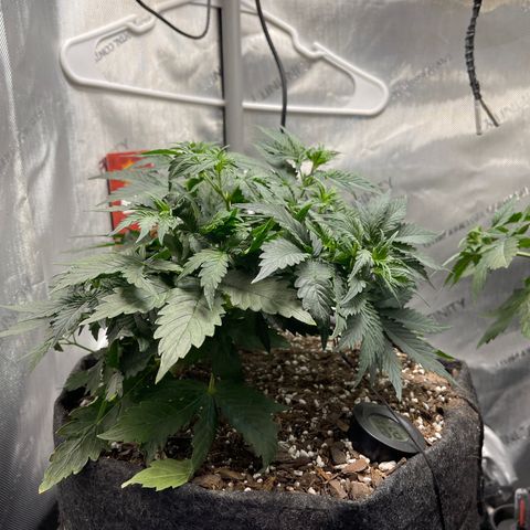 Runtz Auto growlog timeline photo