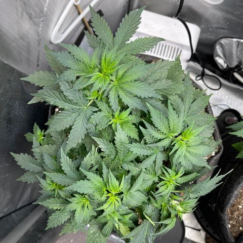 Runtz Auto growlog timeline photo