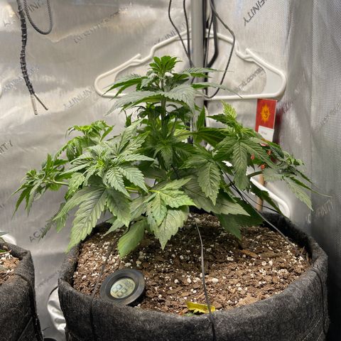 LSD Auto growlog timeline photo