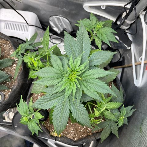 LSD Auto growlog timeline photo