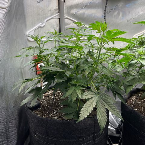 Runtz Auto growlog timeline photo