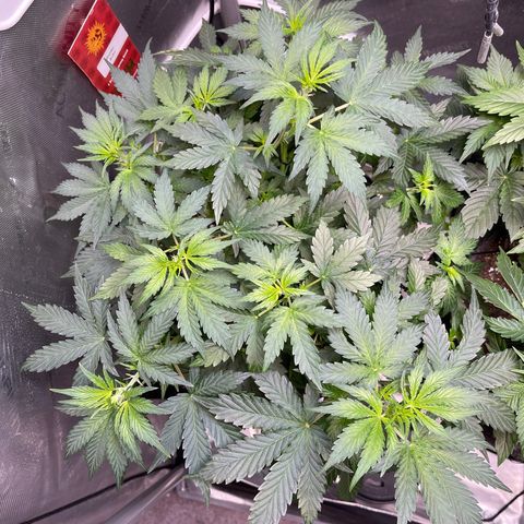 Runtz Auto growlog timeline photo