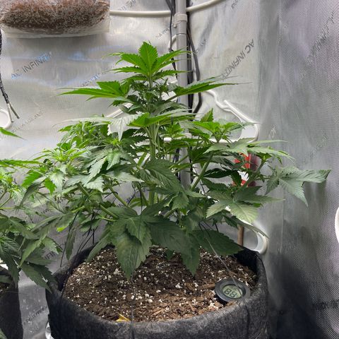 LSD Auto growlog timeline photo