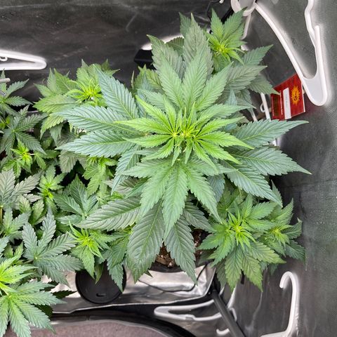 LSD Auto growlog timeline photo