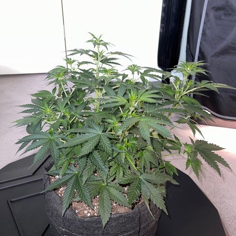 Runtz Auto growlog timeline photo
