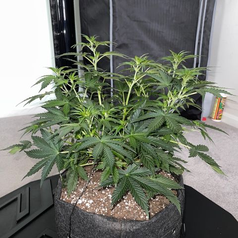 Runtz Auto growlog timeline photo
