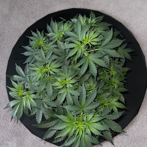 Runtz Auto growlog timeline photo