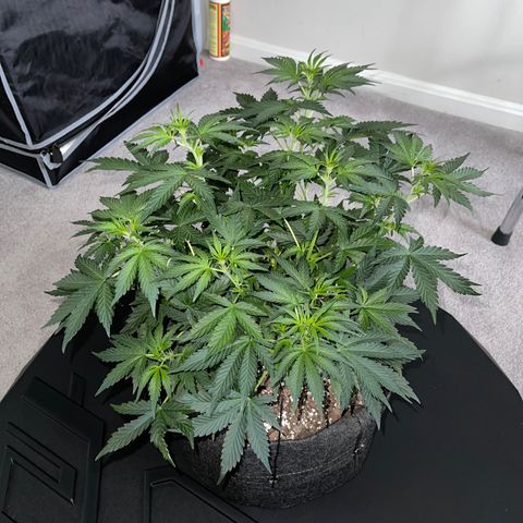 Runtz Auto growlog timeline photo