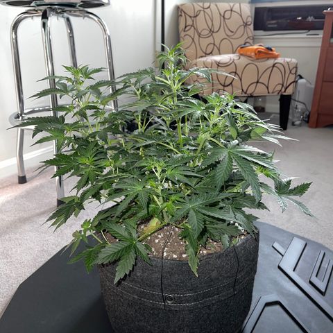 Runtz Auto growlog timeline photo