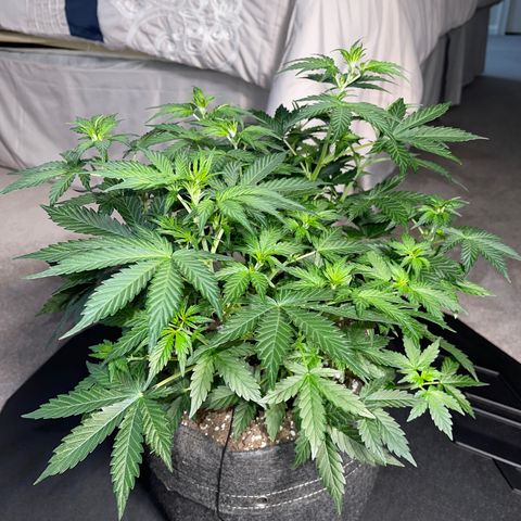 Runtz Auto growlog timeline photo