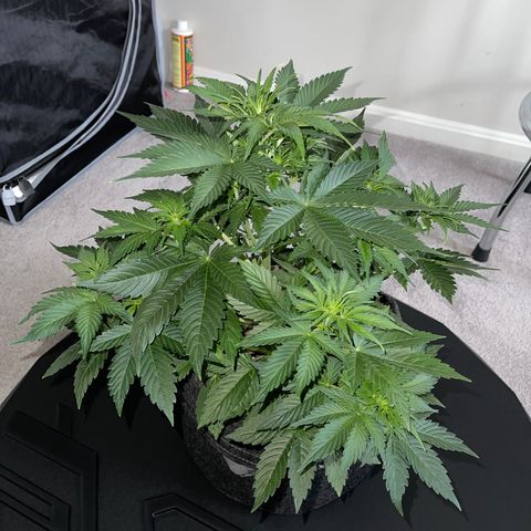 LSD Auto growlog timeline photo