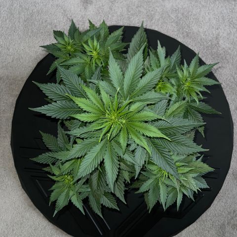 LSD Auto growlog timeline photo